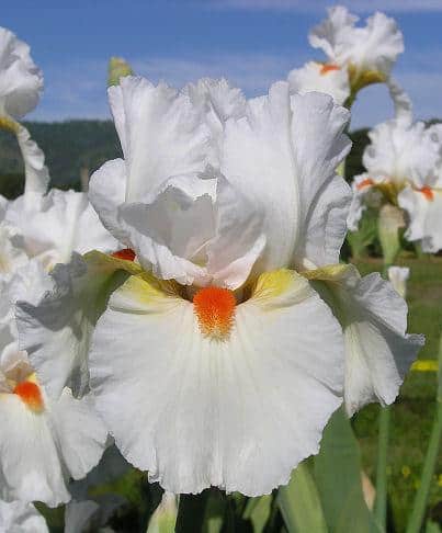 Trendiest 3D leather wall art featuring a white bearded iris flower with intricate micro-carved petal textures.