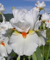 Trendiest 3D leather wall art featuring a white bearded iris flower with intricate micro-carved petal textures.