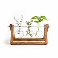 Trendiest glass bulb vases in a rustic wooden stand for hydroponic plants on a white background